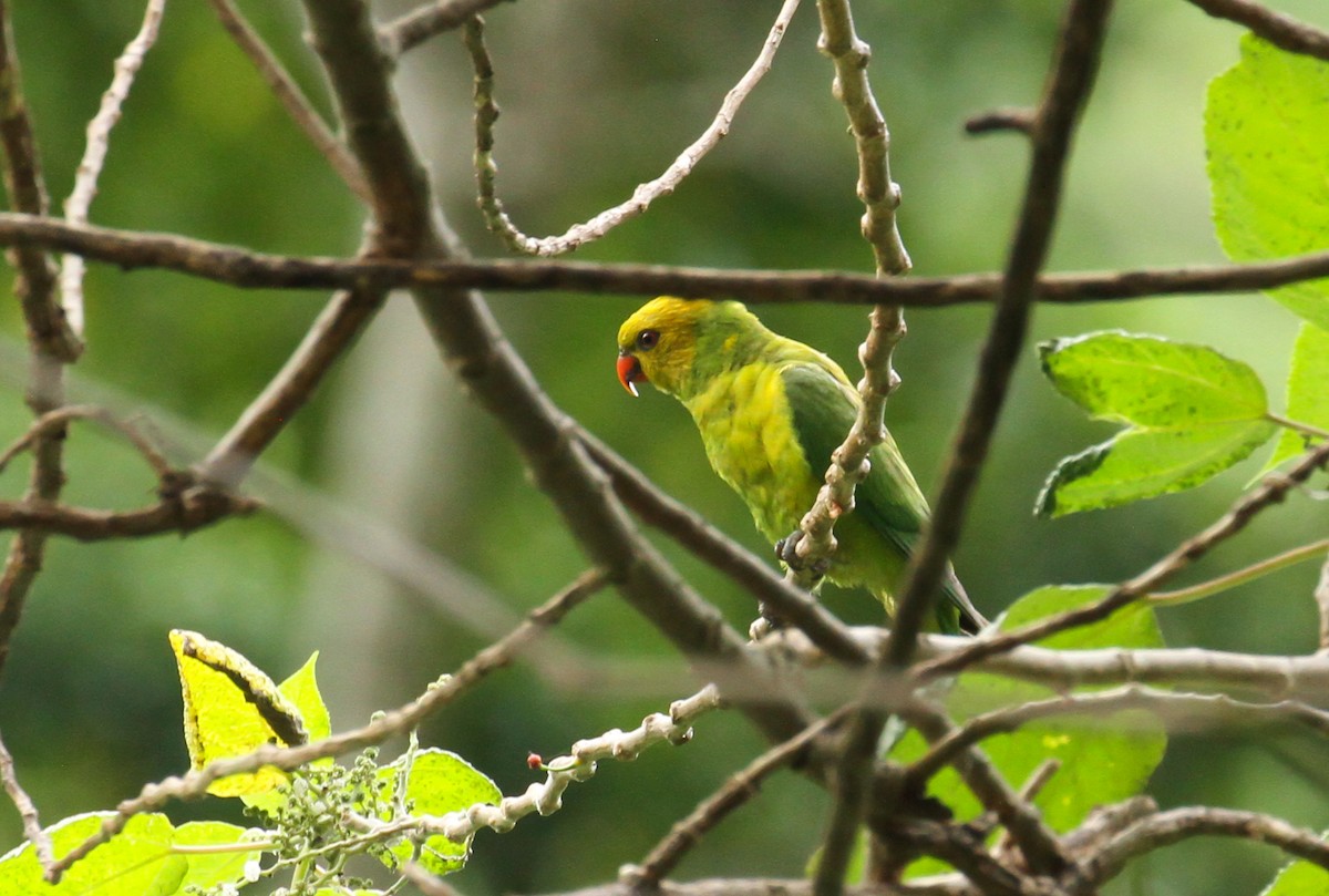 Olive-headed Lorikeet - ML626679738