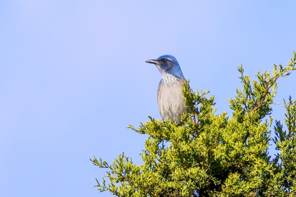 Woodhouse's Scrub-Jay (Woodhouse's) - ML626679815