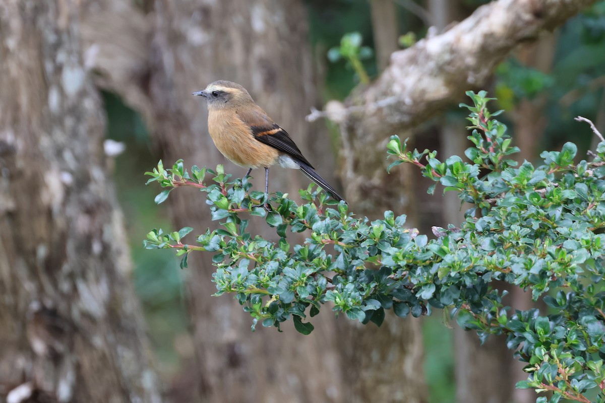 Brown-backed Chat-Tyrant - ML626679817