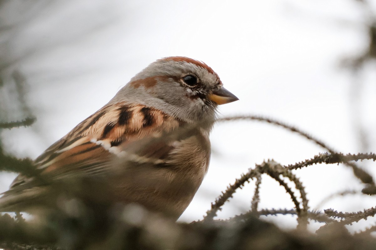 American Tree Sparrow - ML626679857