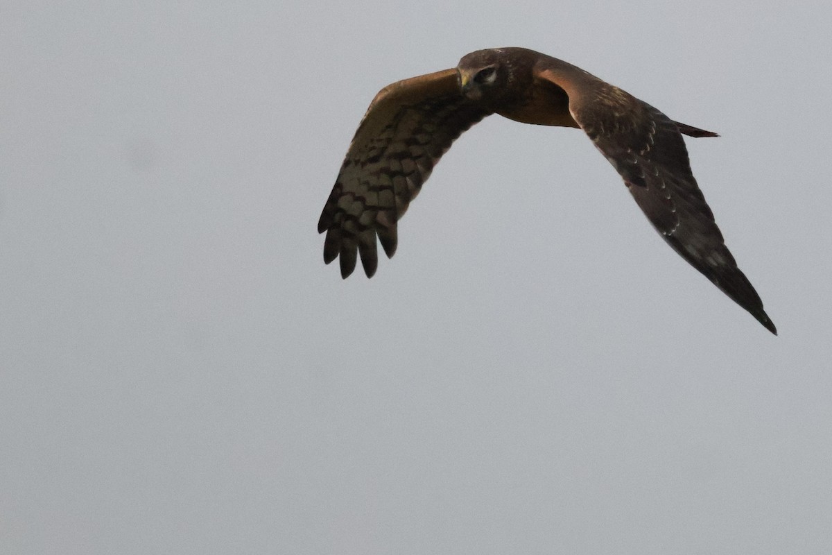 Northern Harrier - ML626680093