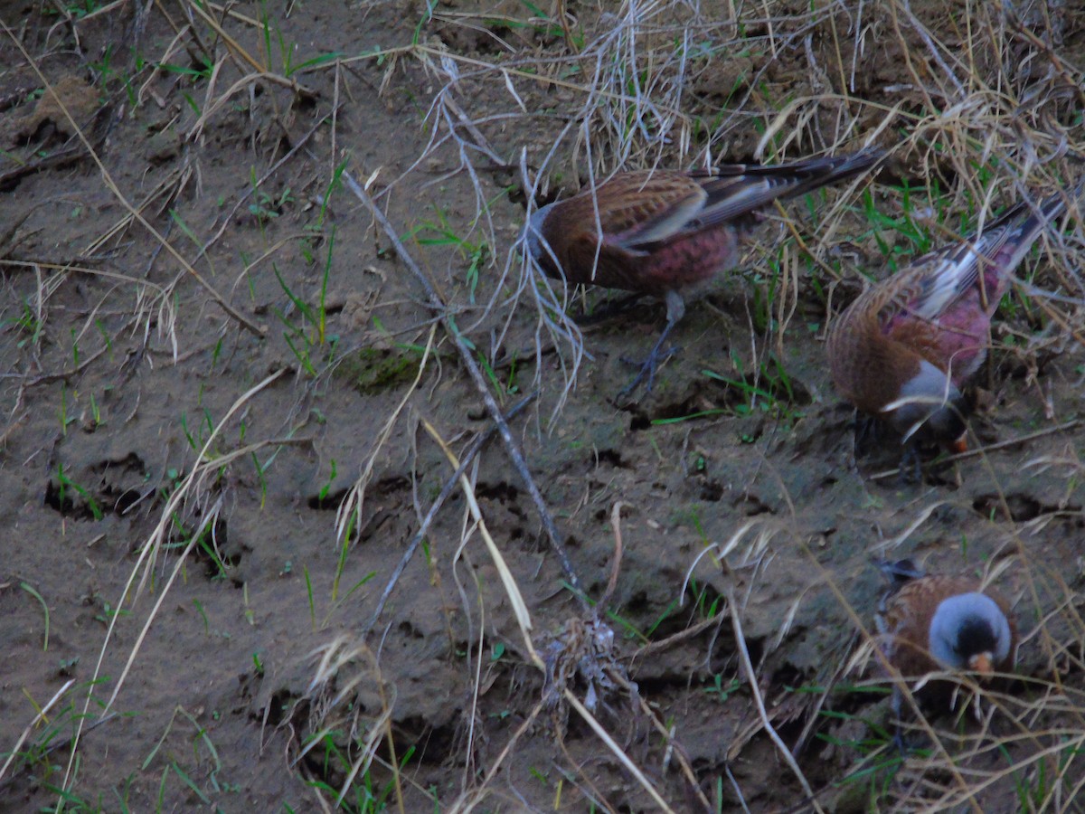 Gray-crowned Rosy-Finch (Hepburn's) - ML626680266