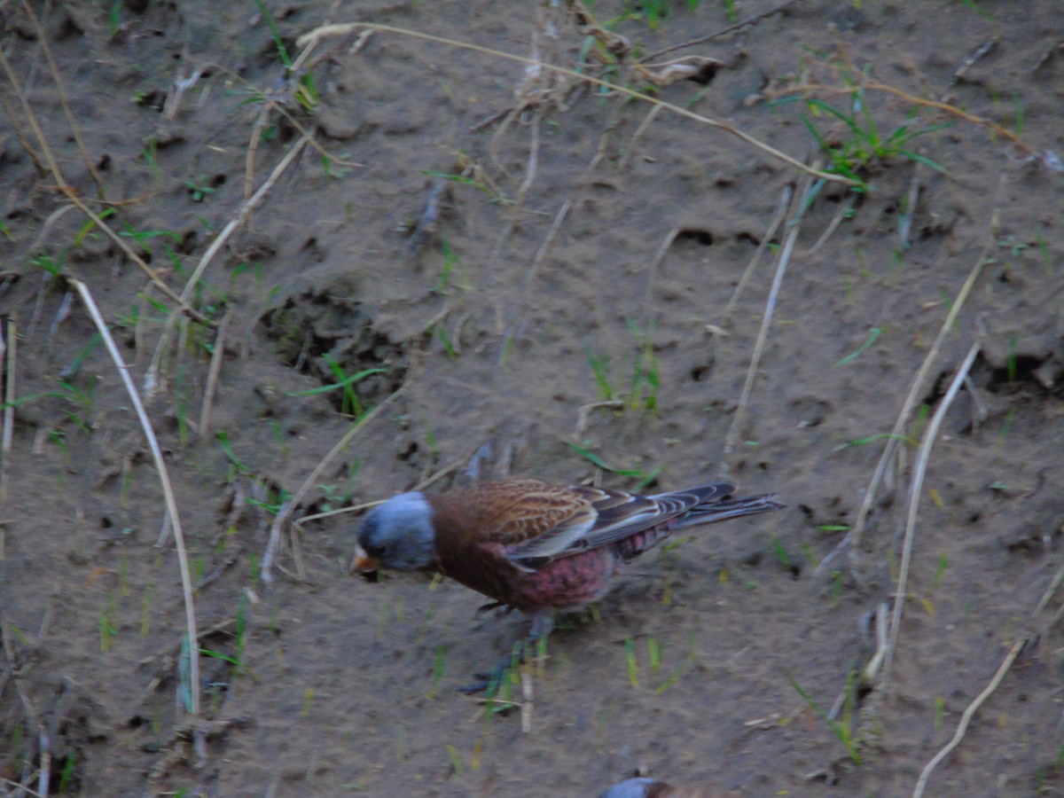 Gray-crowned Rosy-Finch (Hepburn's) - ML626680277