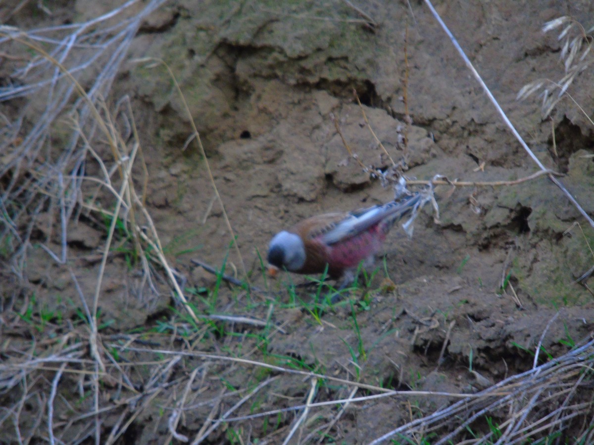 Gray-crowned Rosy-Finch (Hepburn's) - ML626680282