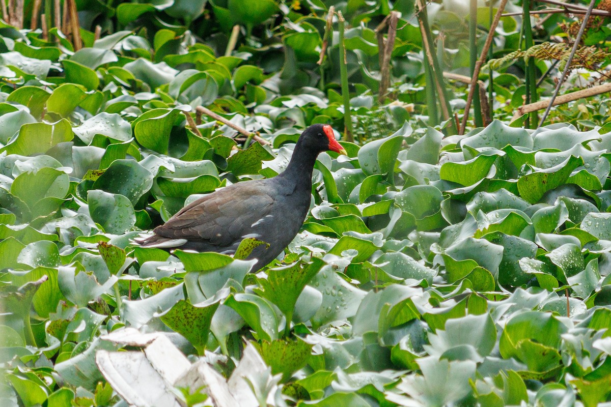 Common Gallinule - ML626680557