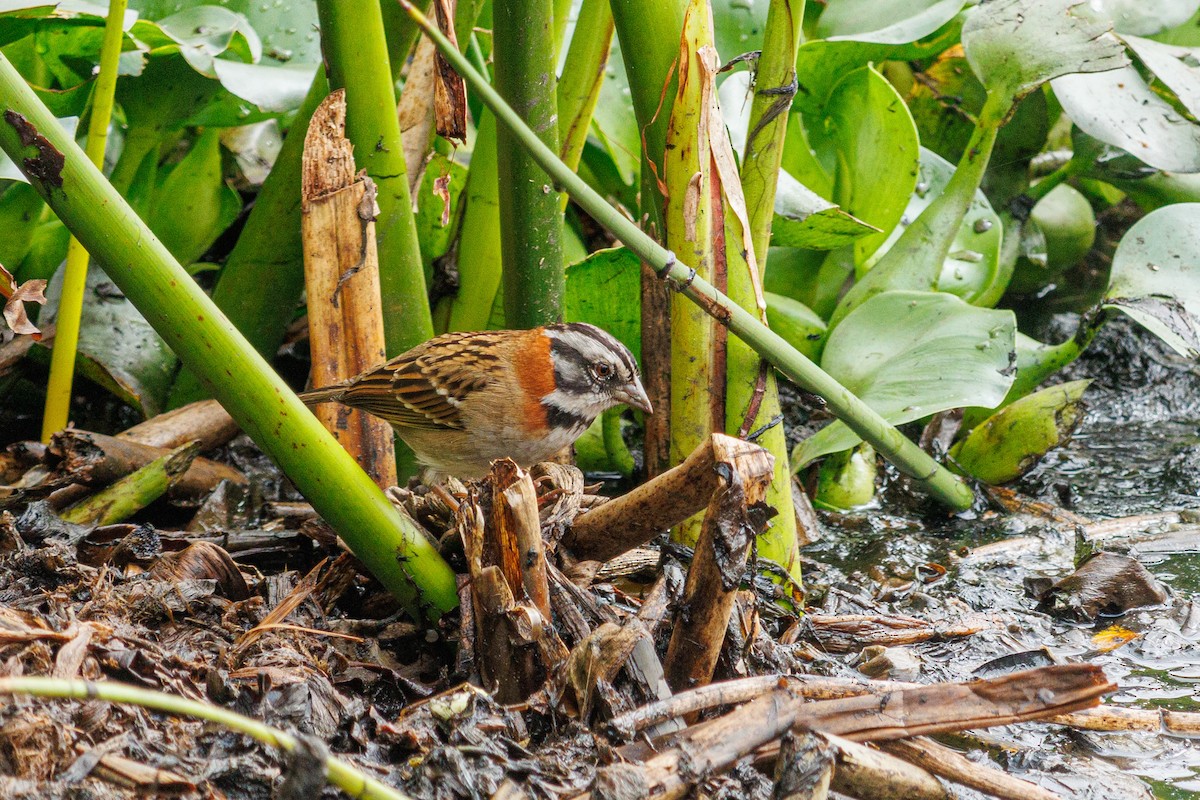 Rufous-collared Sparrow - ML626680562