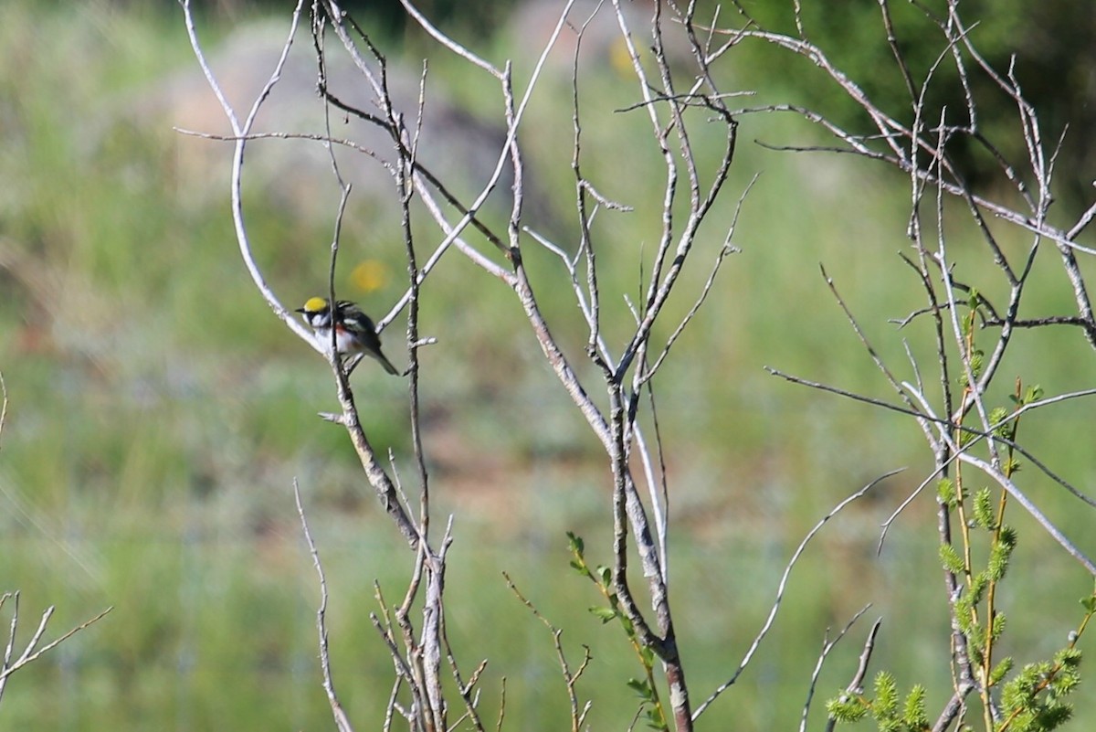 Chestnut-sided Warbler - ML626680626