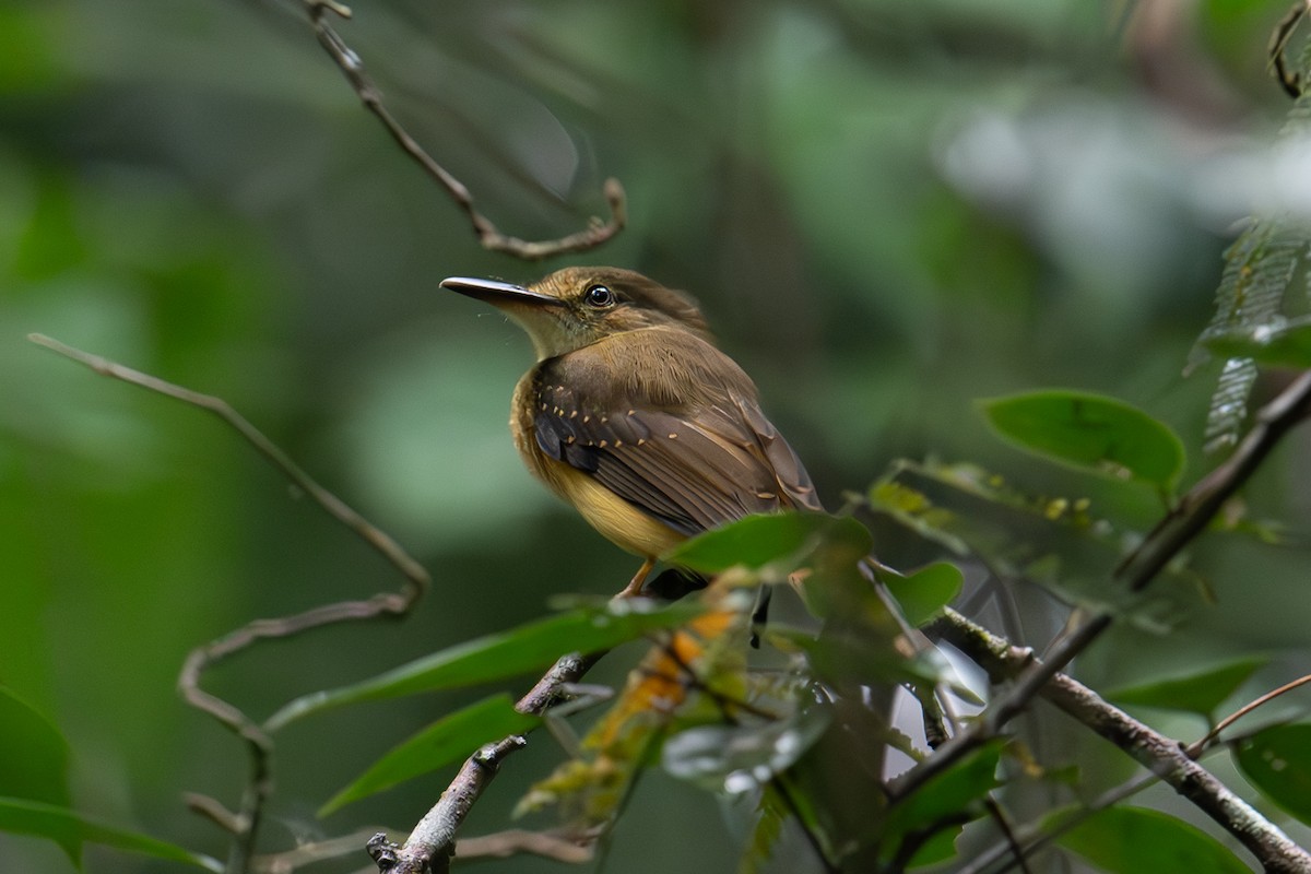 Tropical Royal Flycatcher - ML626680696