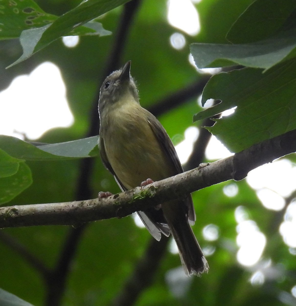 Blue Mountain Vireo - ML626680941