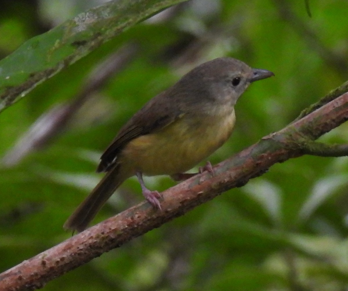 Blue Mountain Vireo - ML626680944