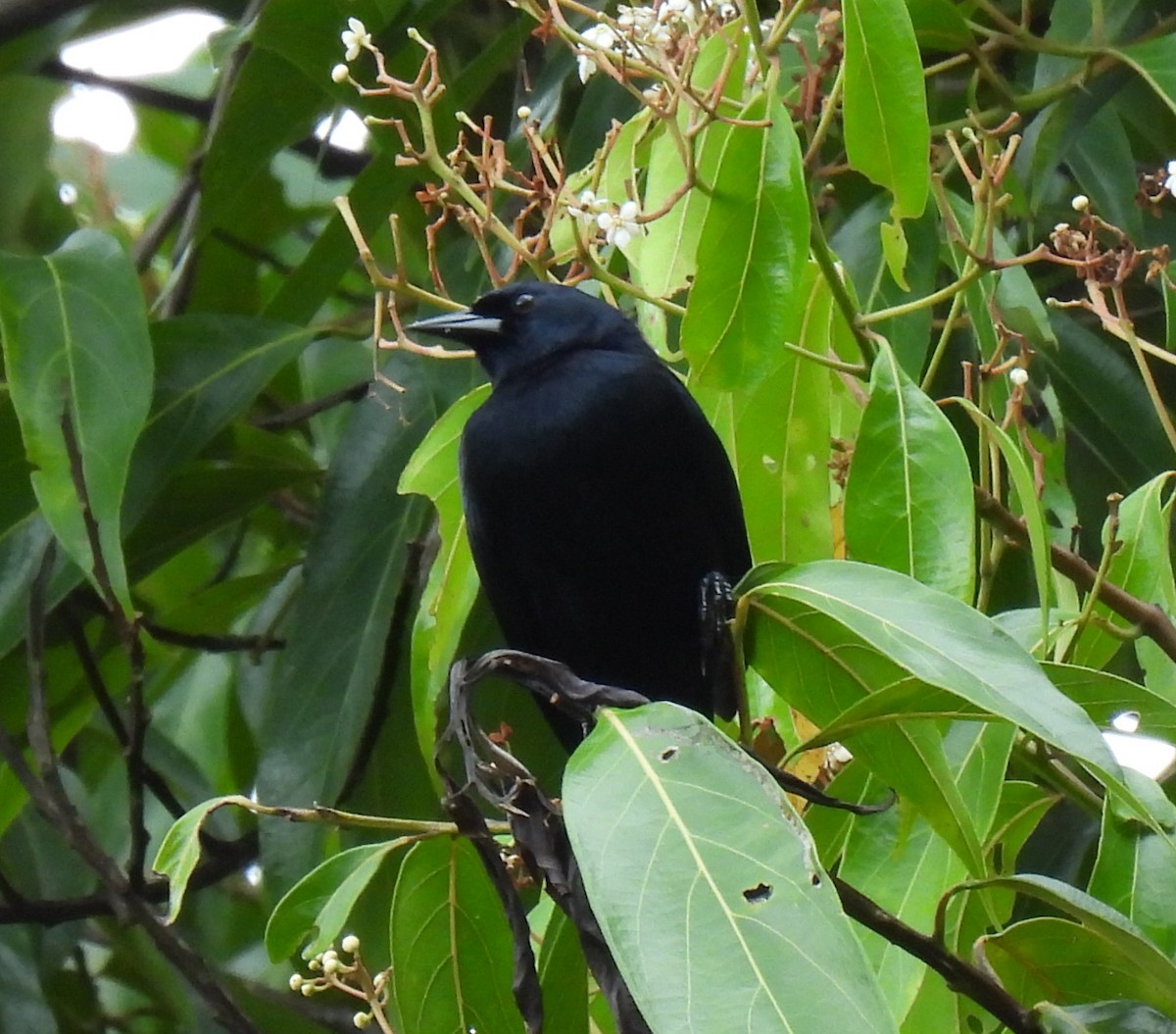 Jamaican Blackbird - ML626680964