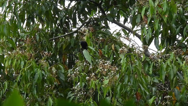 Jamaican Blackbird - ML626680971