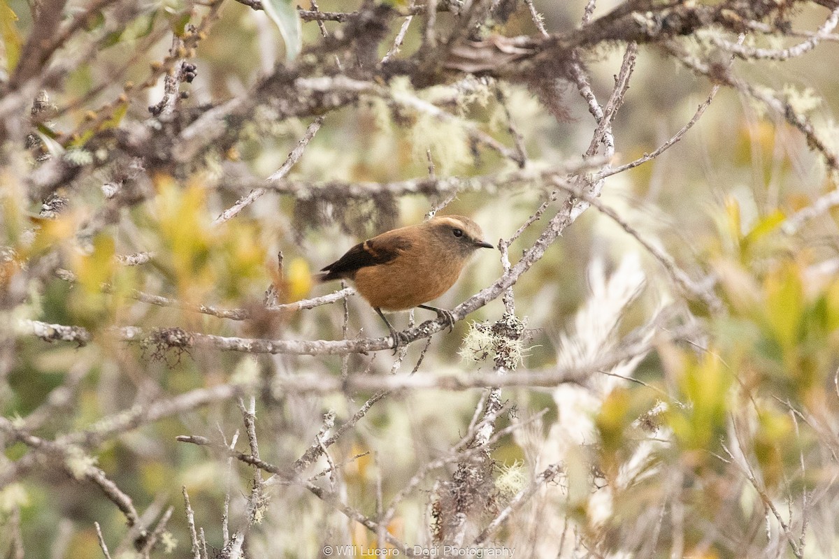 Brown-backed Chat-Tyrant - ML626681028