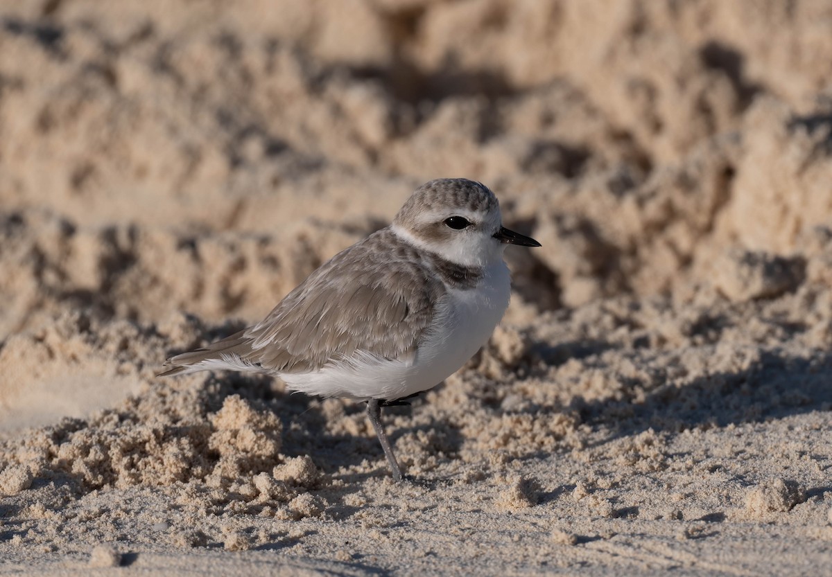 Snowy Plover - ML626681275