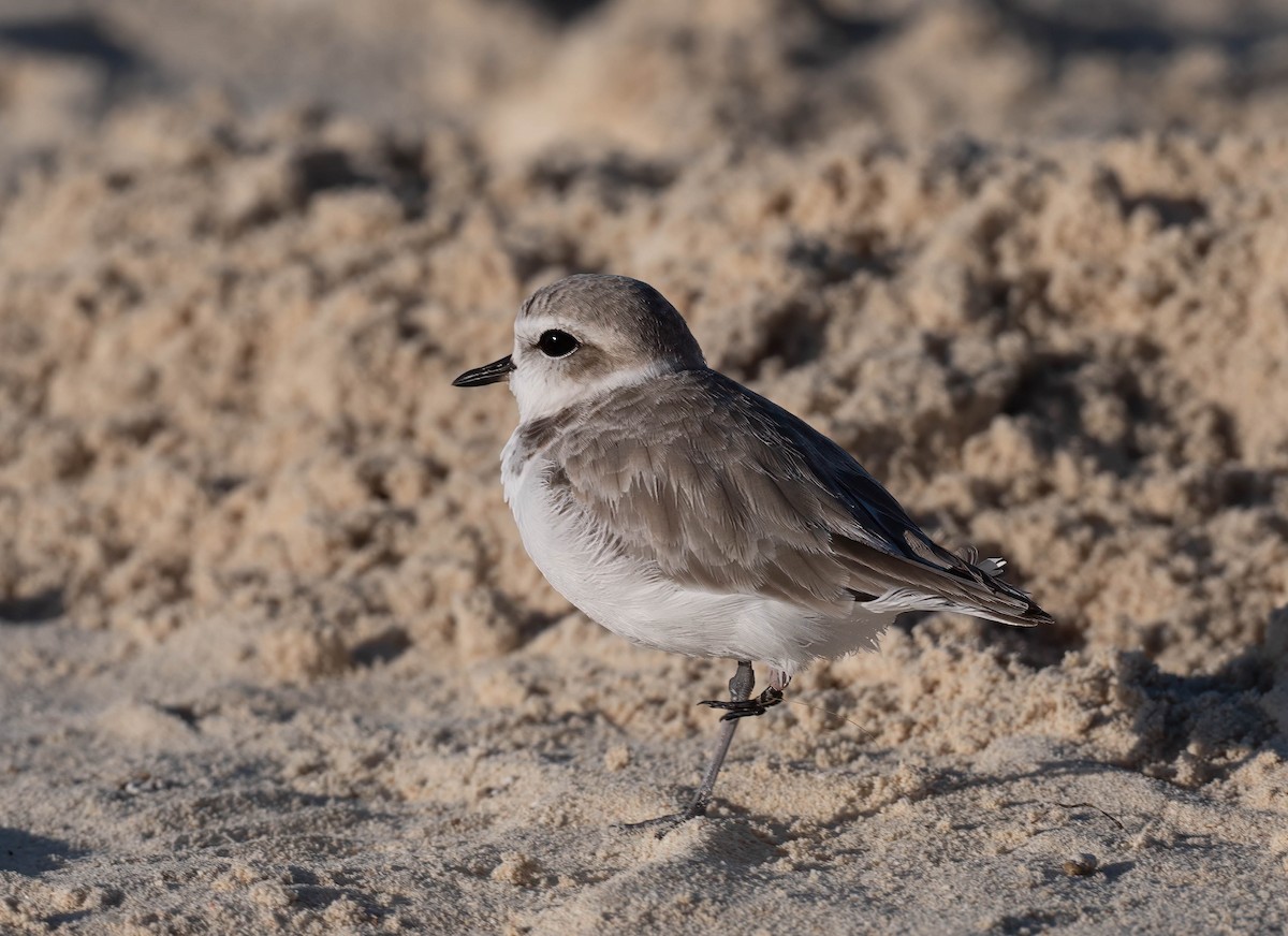 Snowy Plover - ML626681420