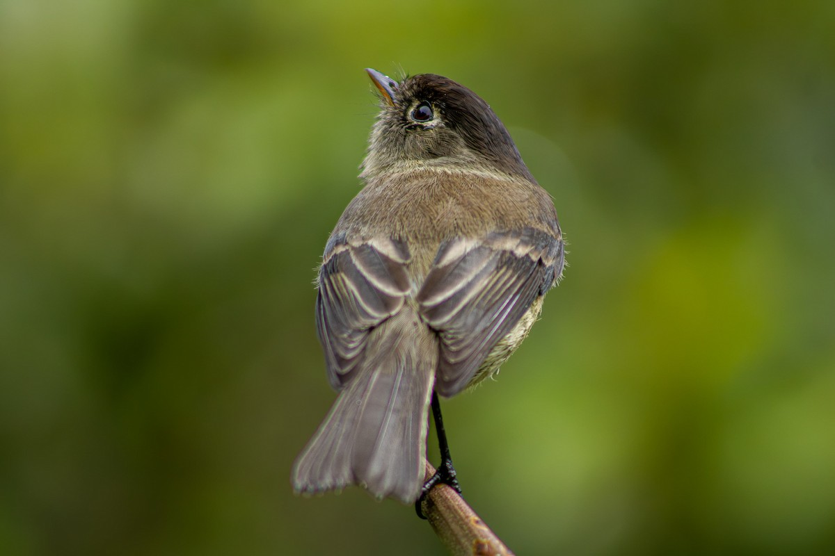 Black-capped Flycatcher - ML626681521