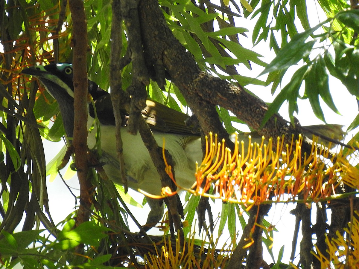 Blue-faced Honeyeater - ML626681744