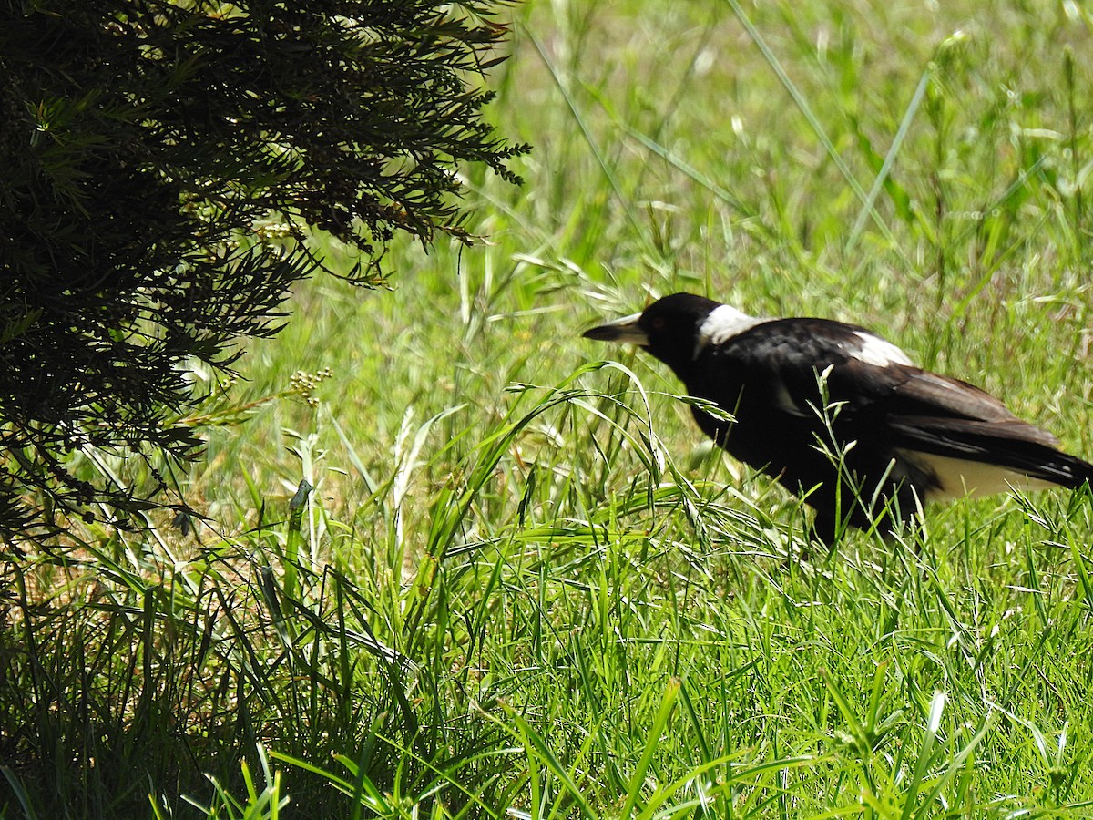 Australian Magpie - ML626681745