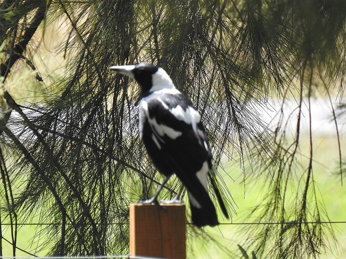 Australian Magpie - ML626681748