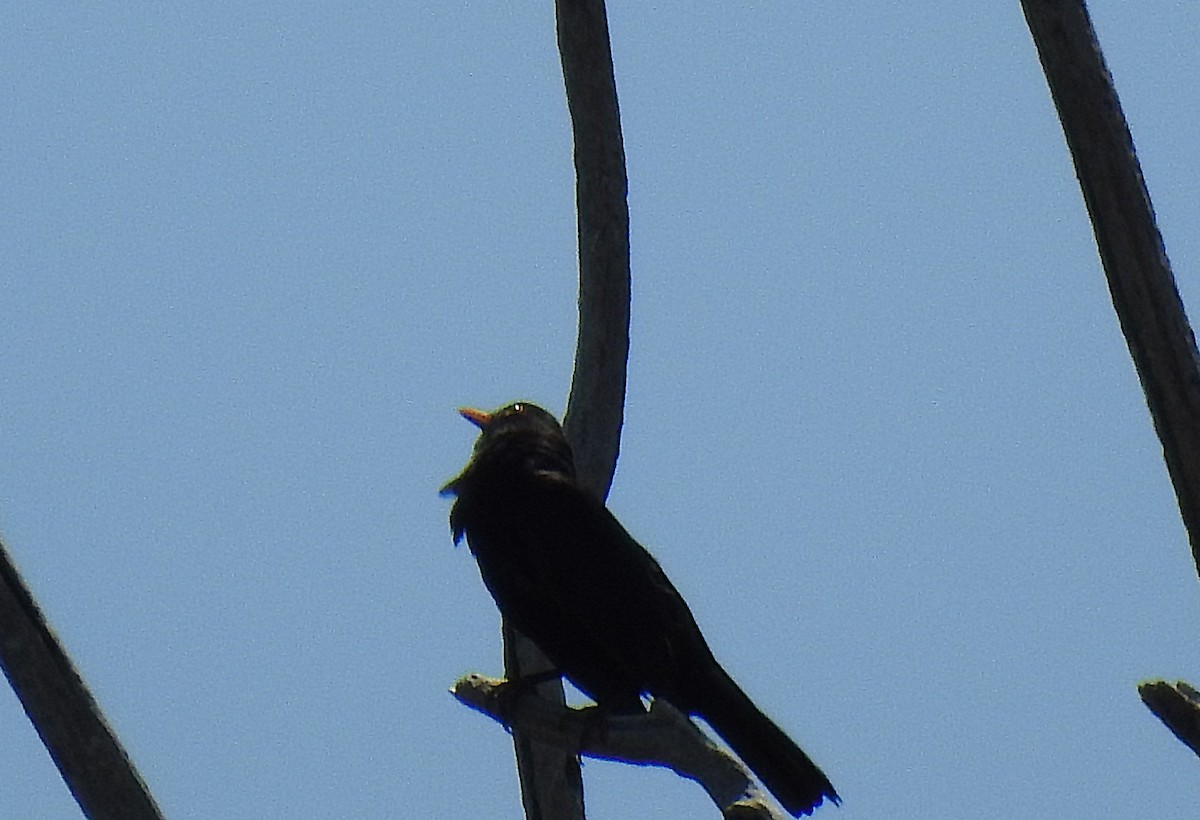 Eurasian Blackbird - ML626681752