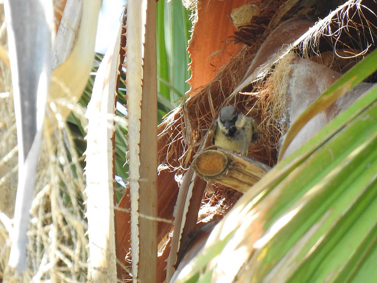 House Sparrow - ML626681753