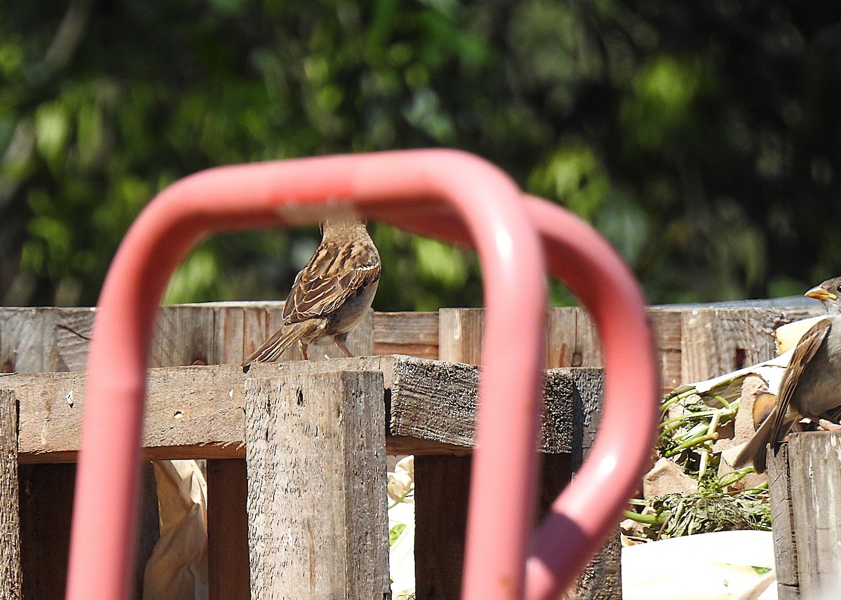 House Sparrow - ML626681754