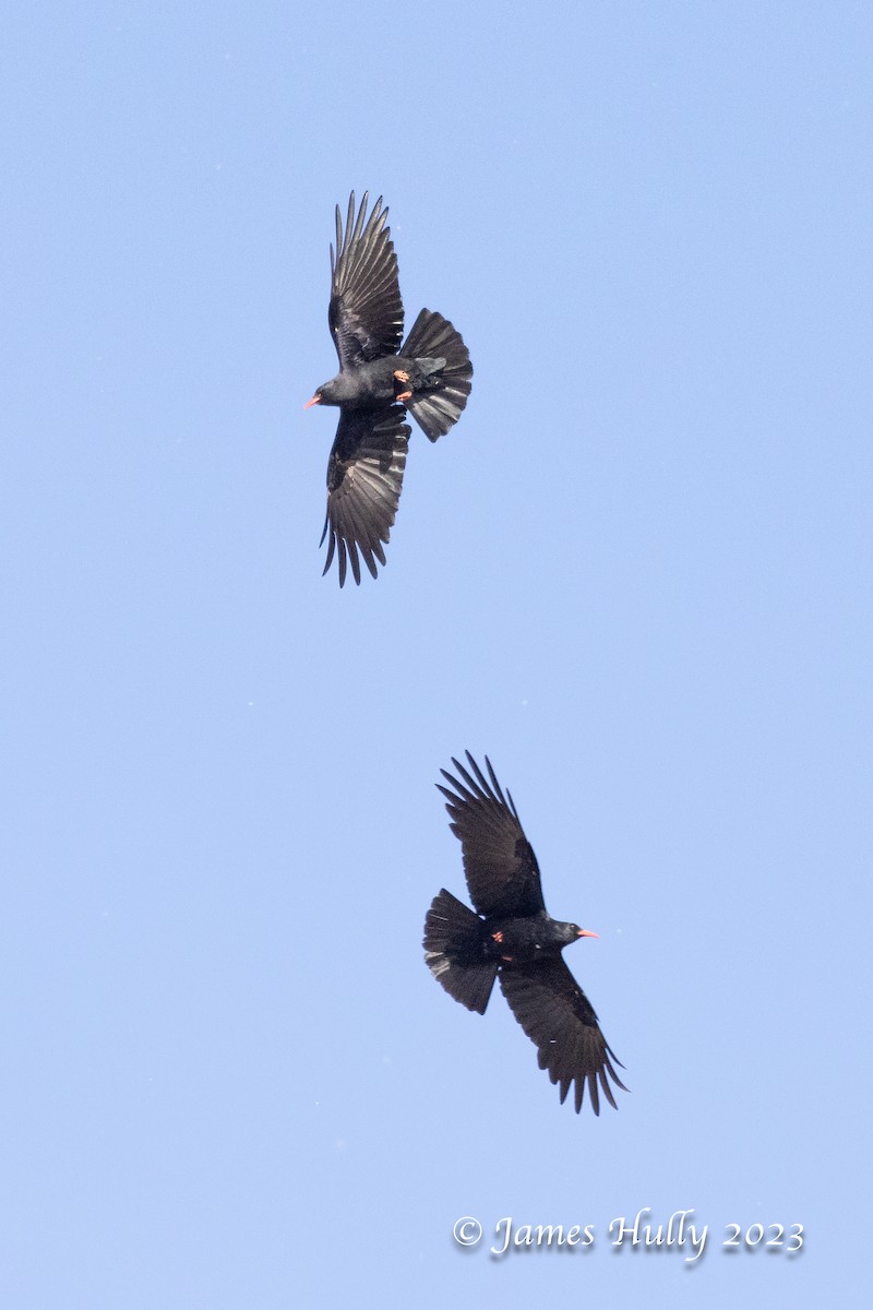 Red-billed Chough - ML626681968