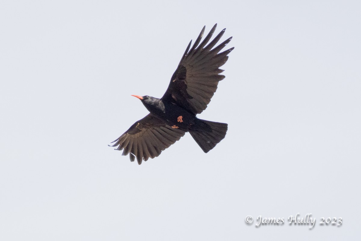 Red-billed Chough - ML626681972