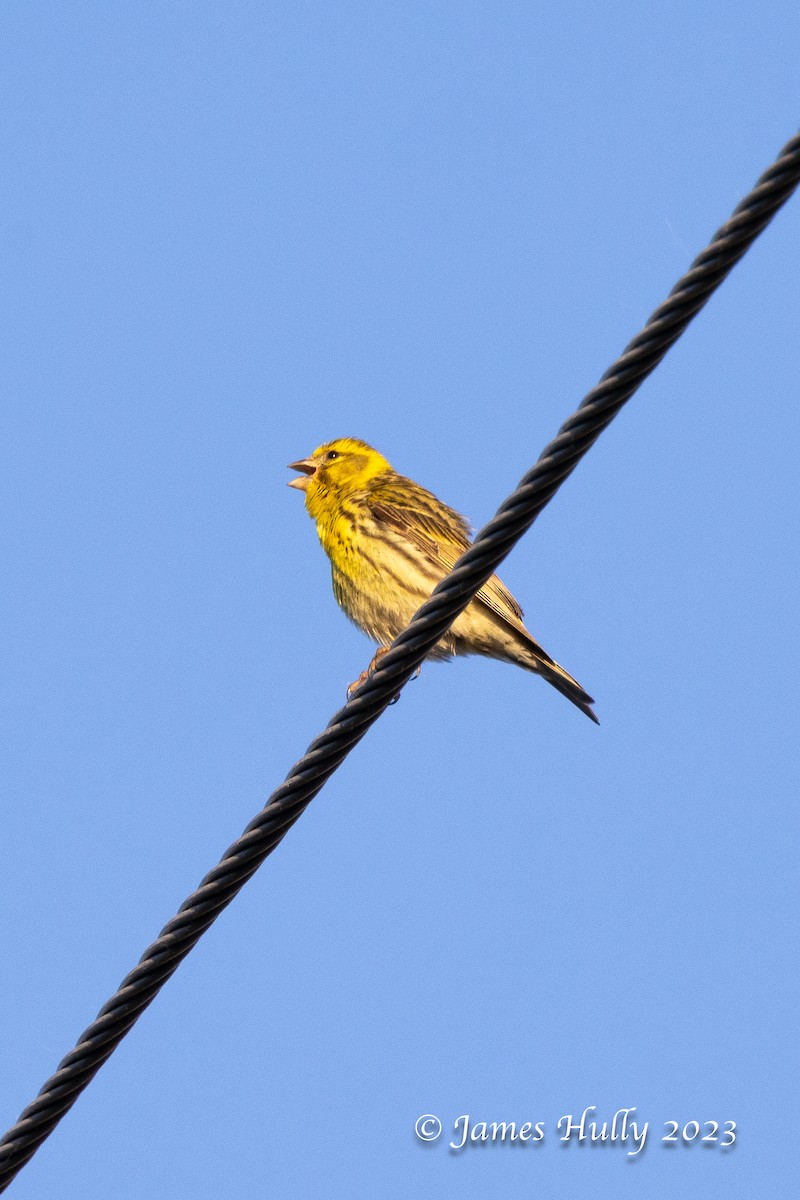 European Serin - ML626682081