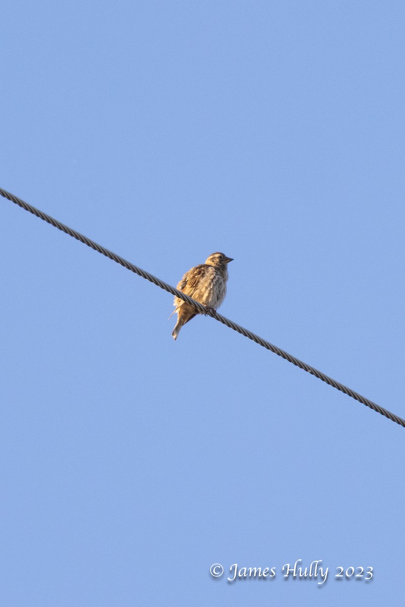 Rock Sparrow - ML626682083