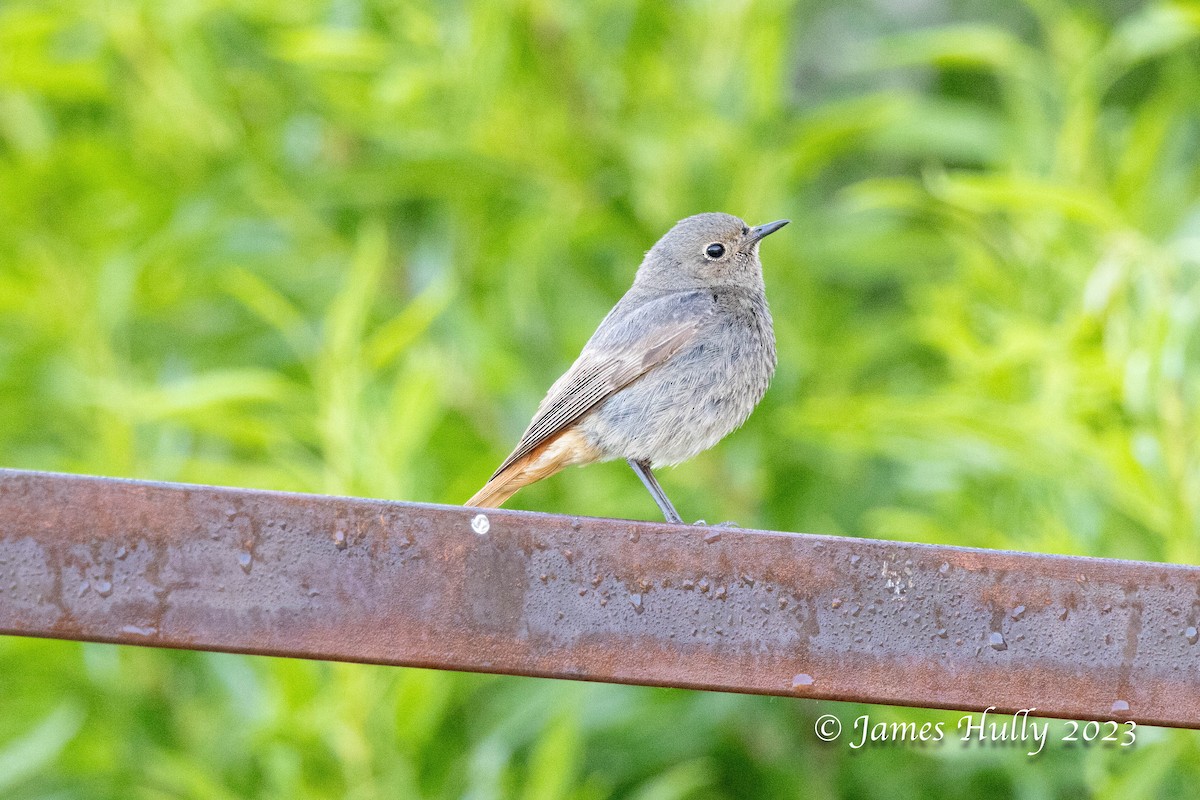 Black Redstart - ML626682086