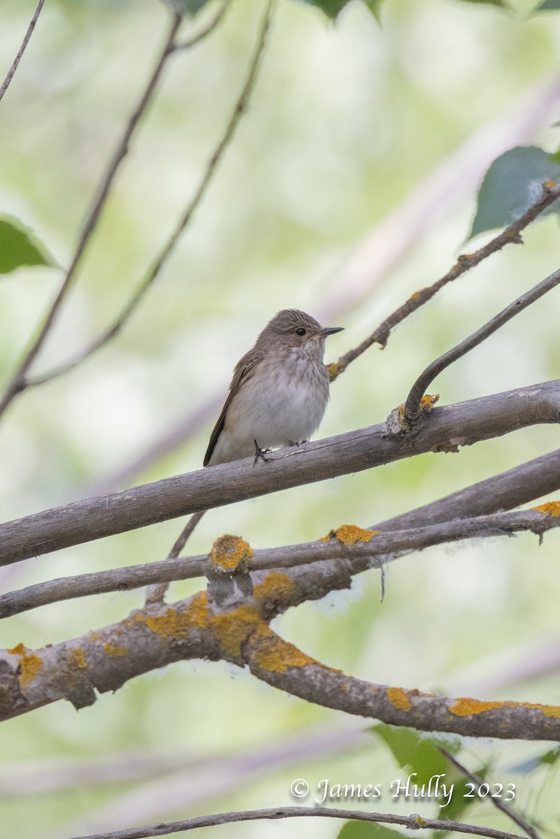 Spotted Flycatcher - ML626682106