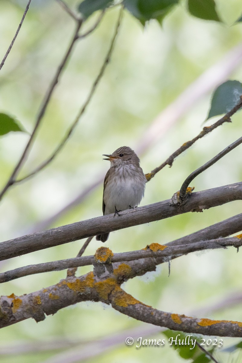 Spotted Flycatcher - ML626682115