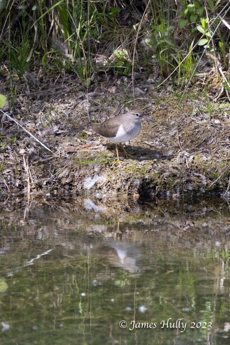 Common Sandpiper - ML626682120