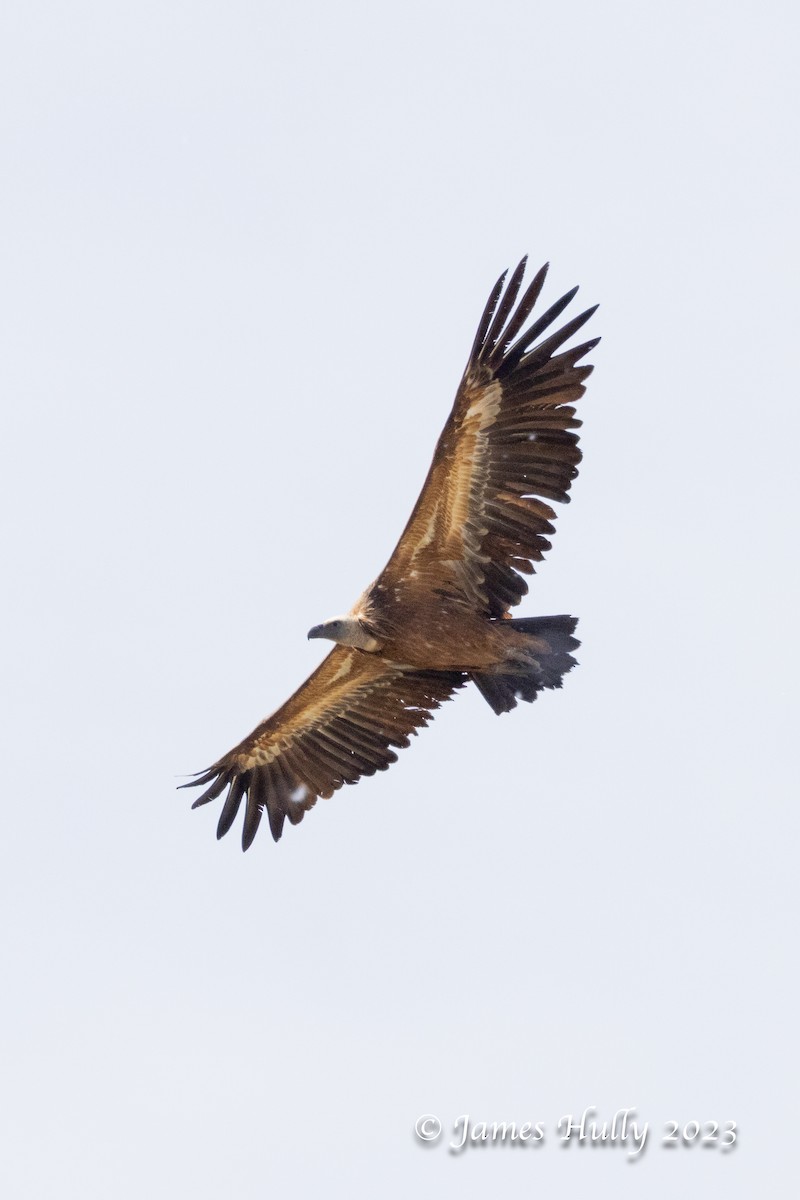 Eurasian Griffon - ML626682126