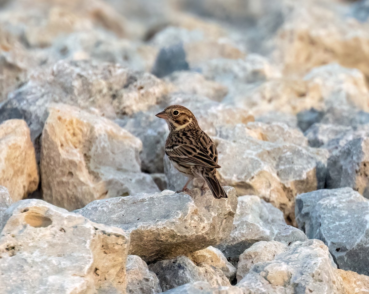 Vesper Sparrow - ML626682167