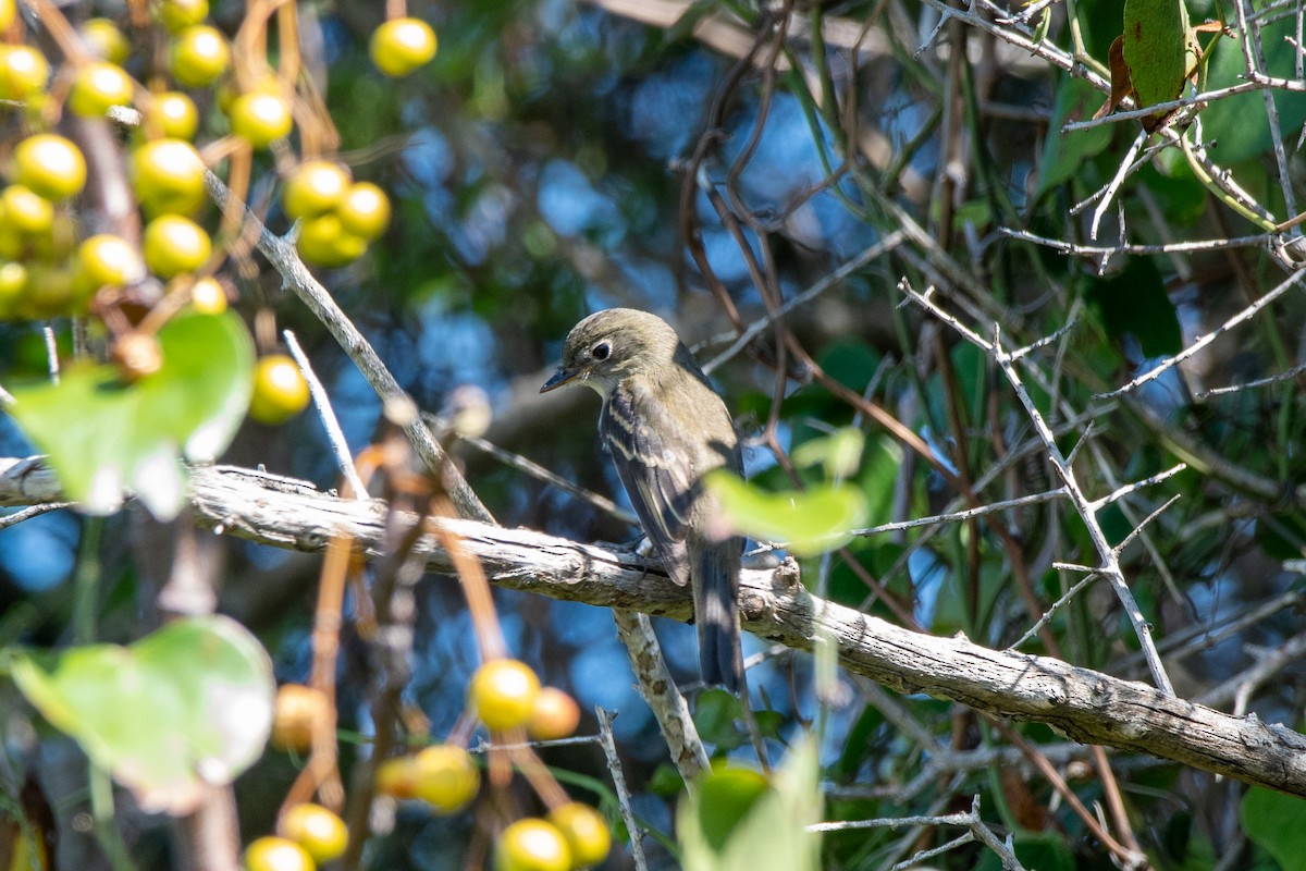 Least Flycatcher - ML626682209