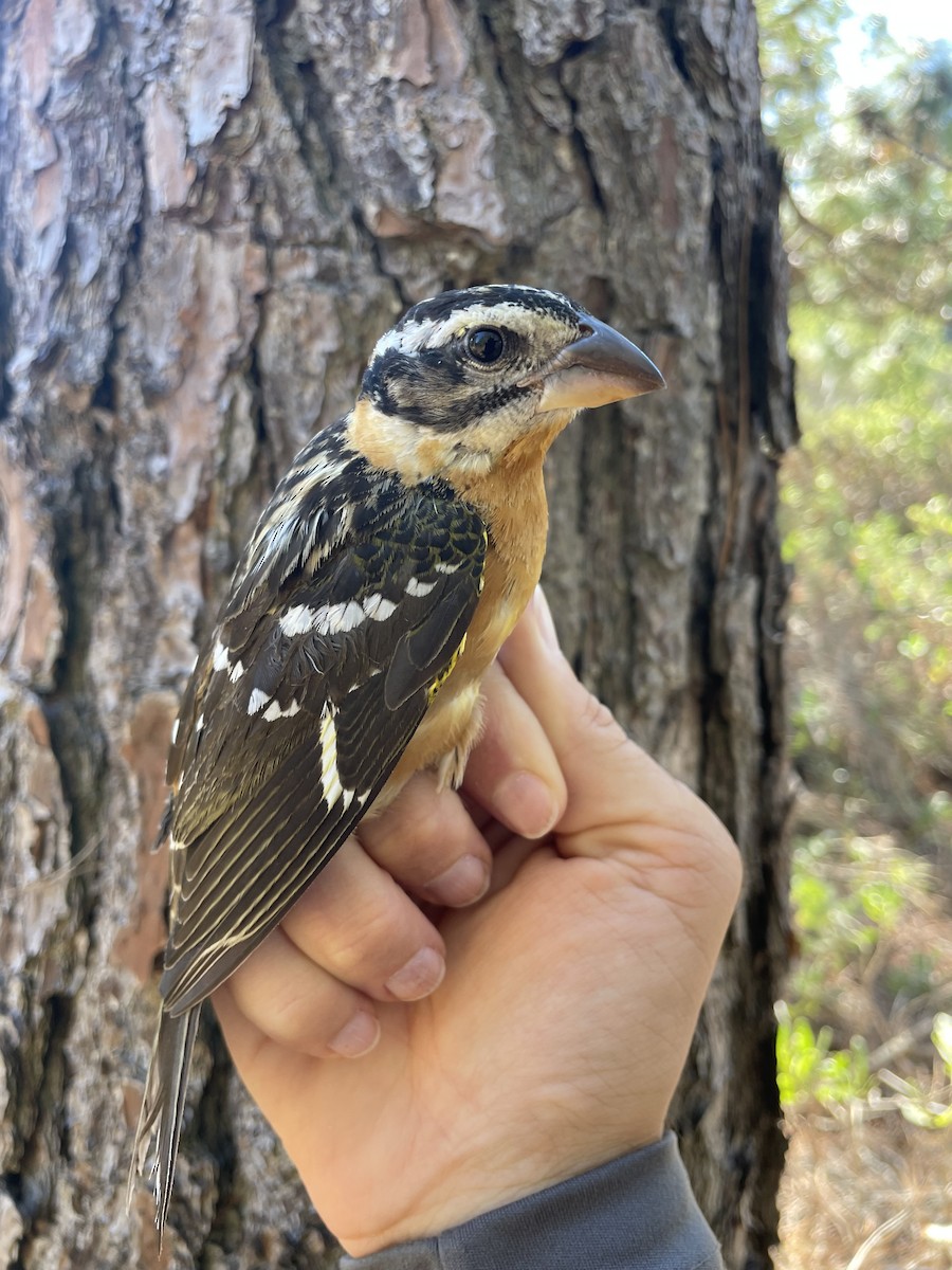 Black-headed Grosbeak - ML626682518