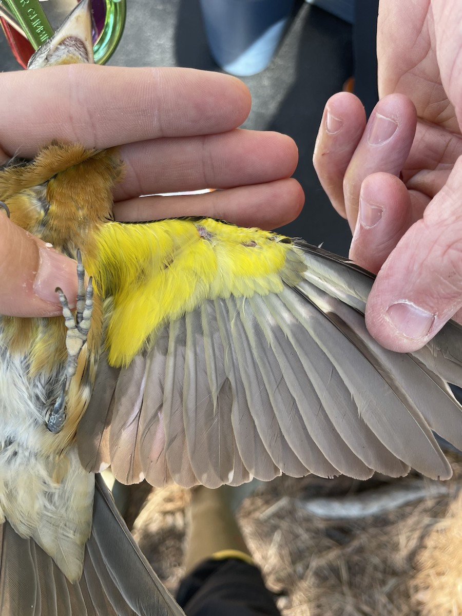Black-headed Grosbeak - ML626682519