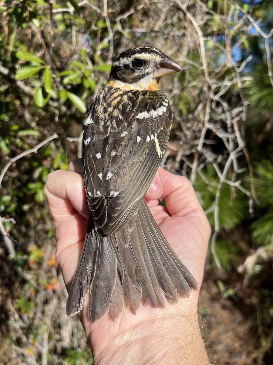 Black-headed Grosbeak - ML626682520