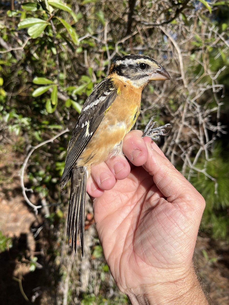 Black-headed Grosbeak - ML626682521