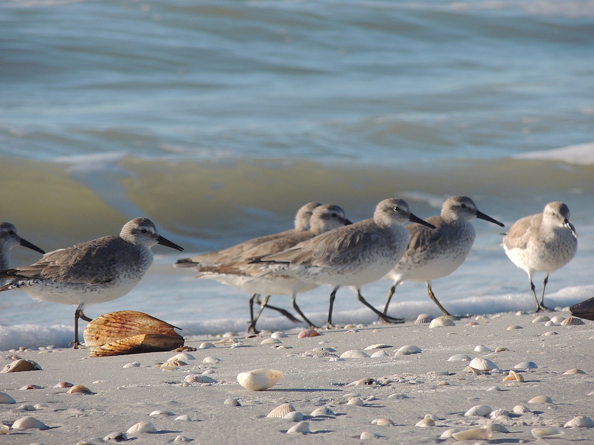 Red Knot - ML626682635