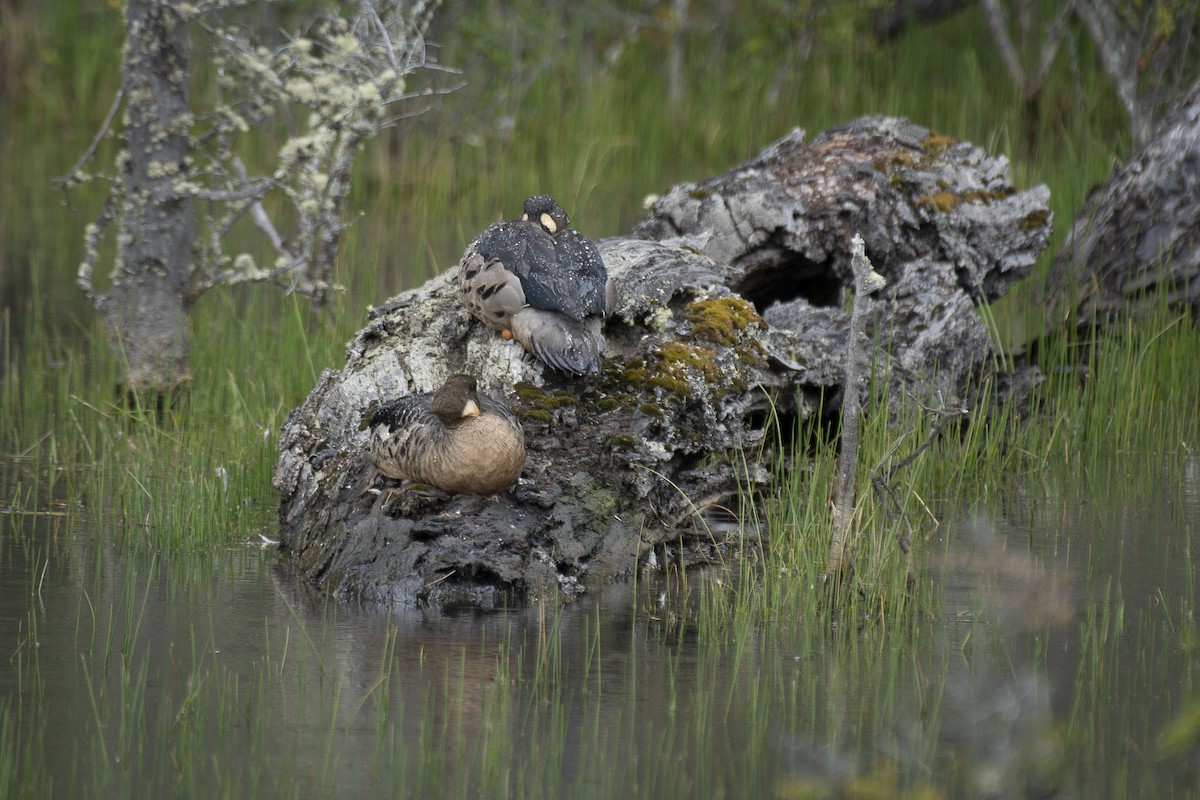 Spectacled Duck - ML626682865