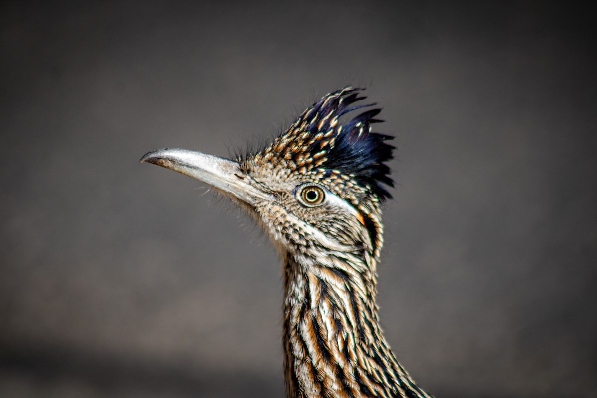 Greater Roadrunner - ML626682951