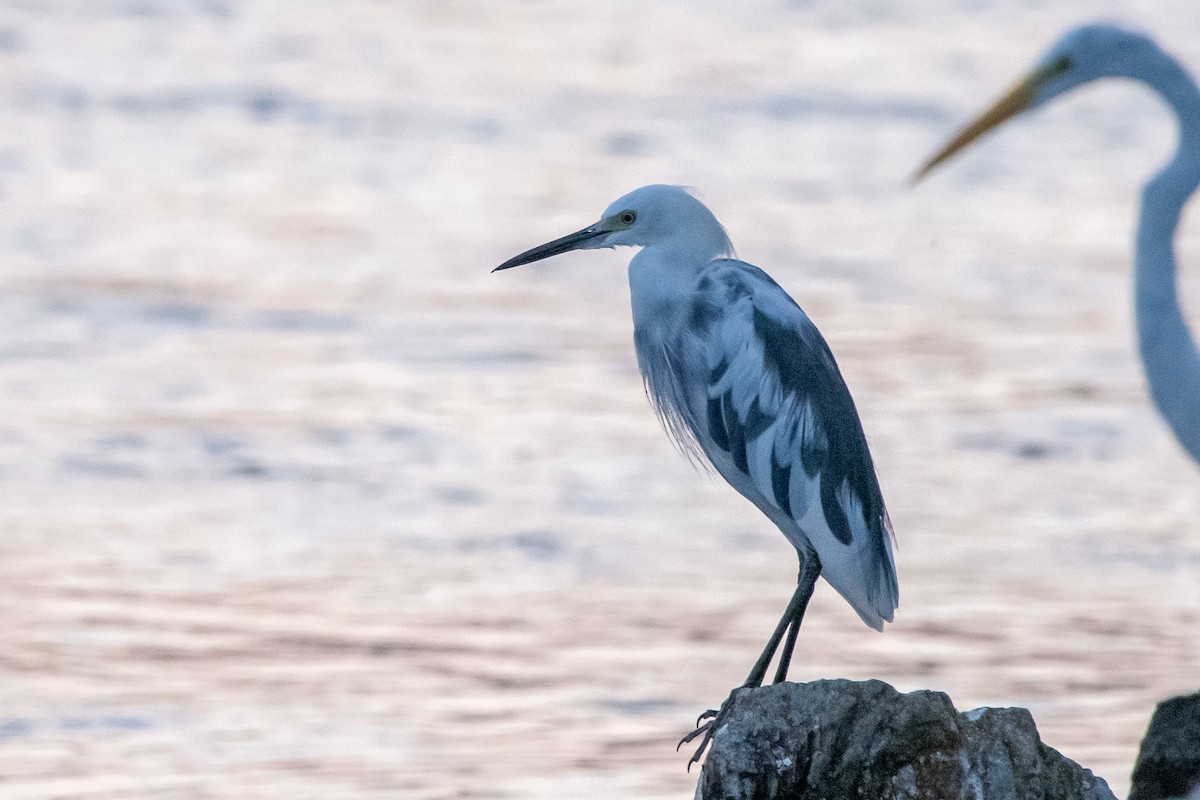 Little Blue Heron x Snowy Egret (hybrid) - ML626683038