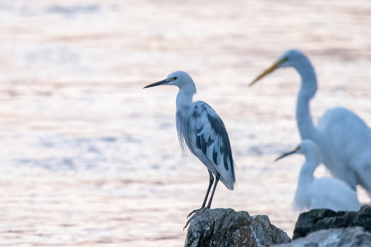 Little Blue Heron x Snowy Egret (hybrid) - ML626683039