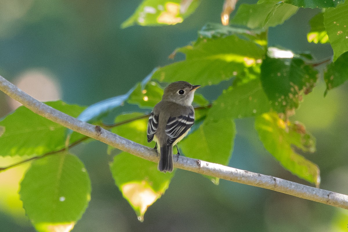 Least Flycatcher - ML626683110