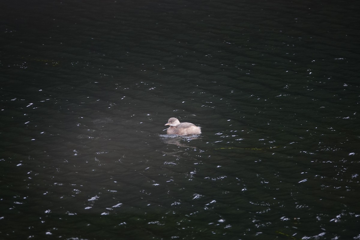 Хурган шунгуур - ML626683248