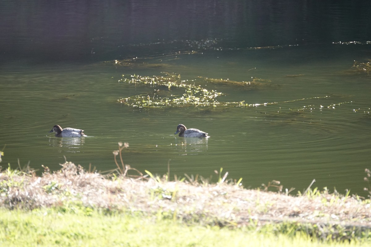 Улаан хүзүүт шумбуур - ML626683306