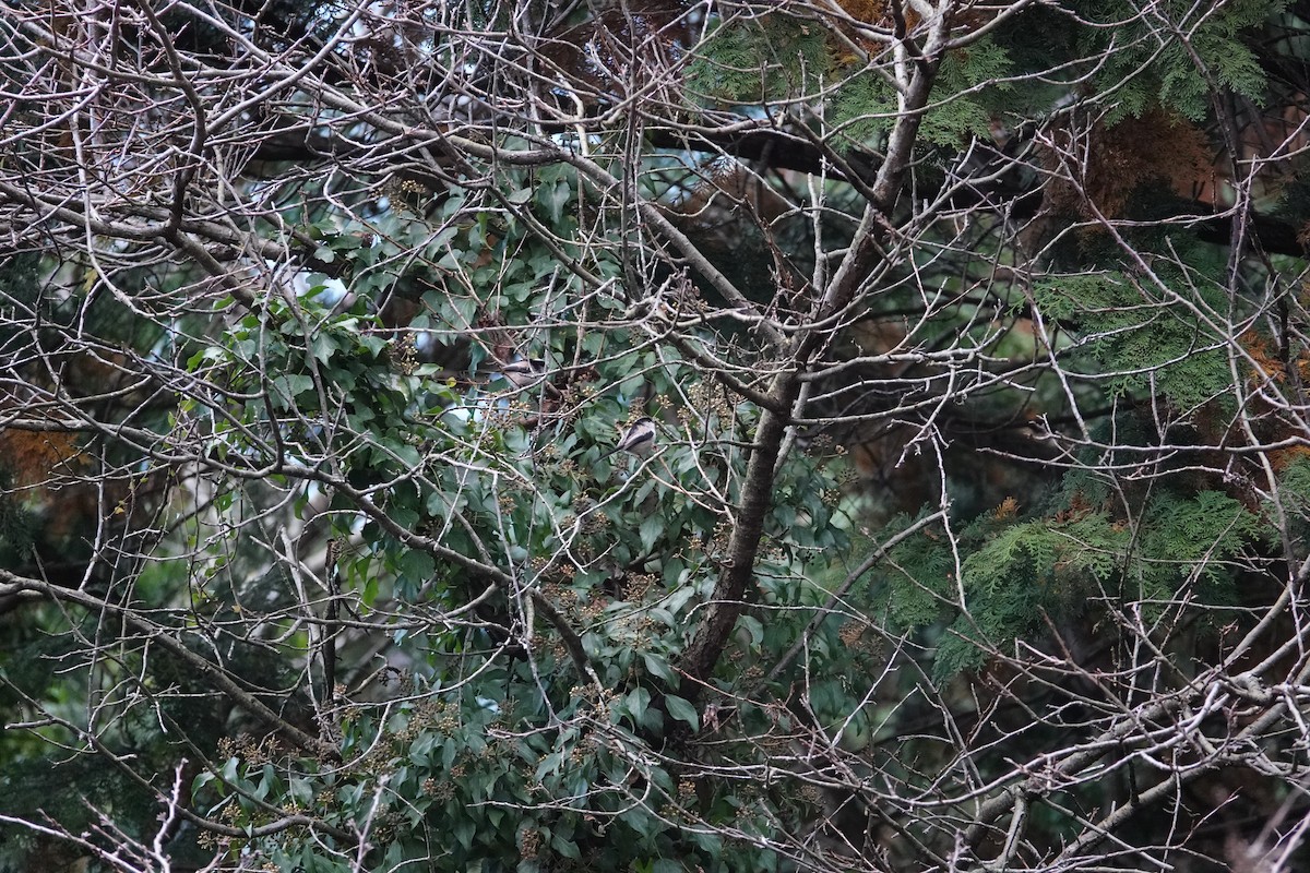 Сүүлт хөх бух - ML626683353